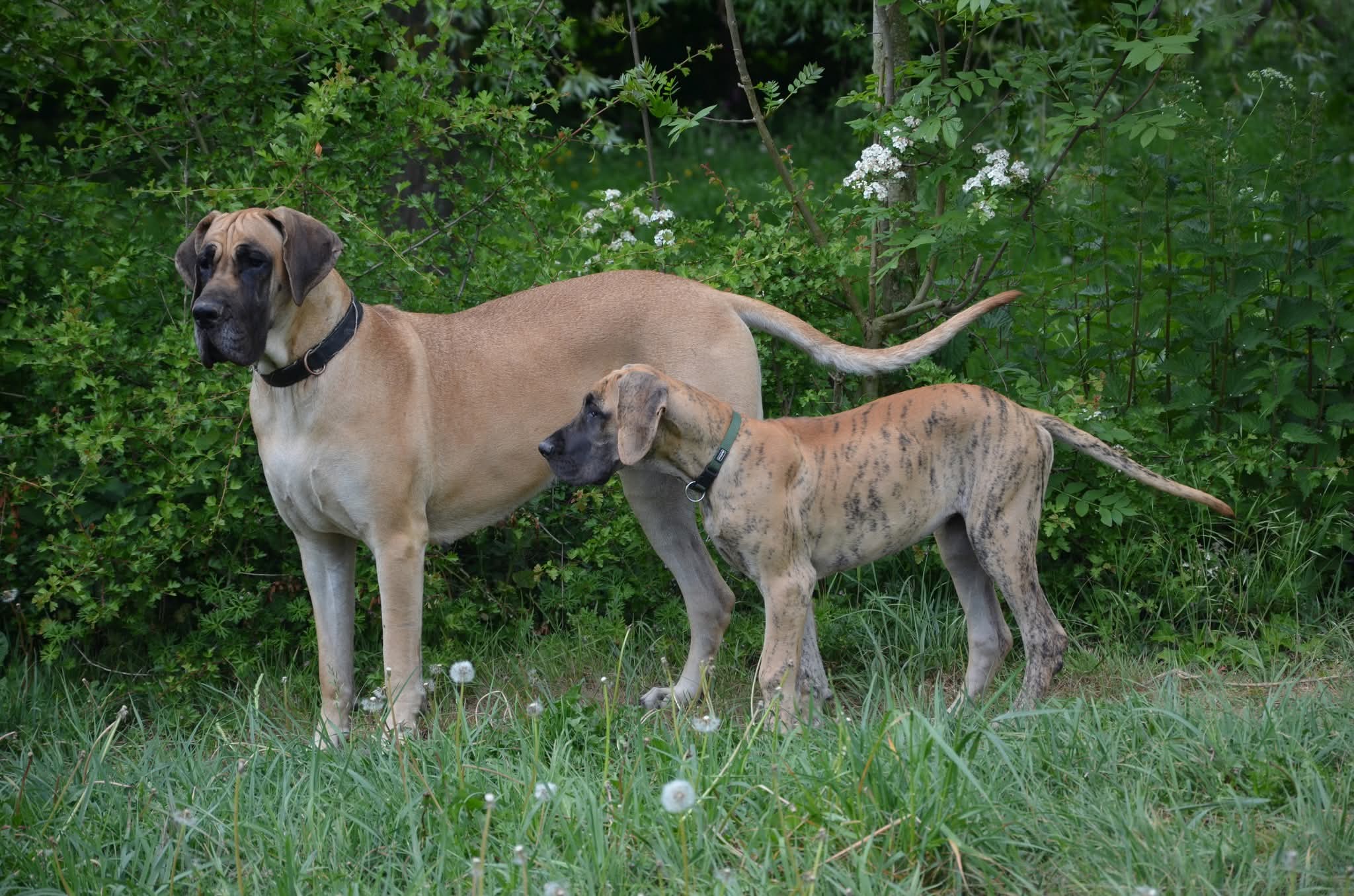 Chiot Dogue Allemand Bringé Des Zamours de Caux 14