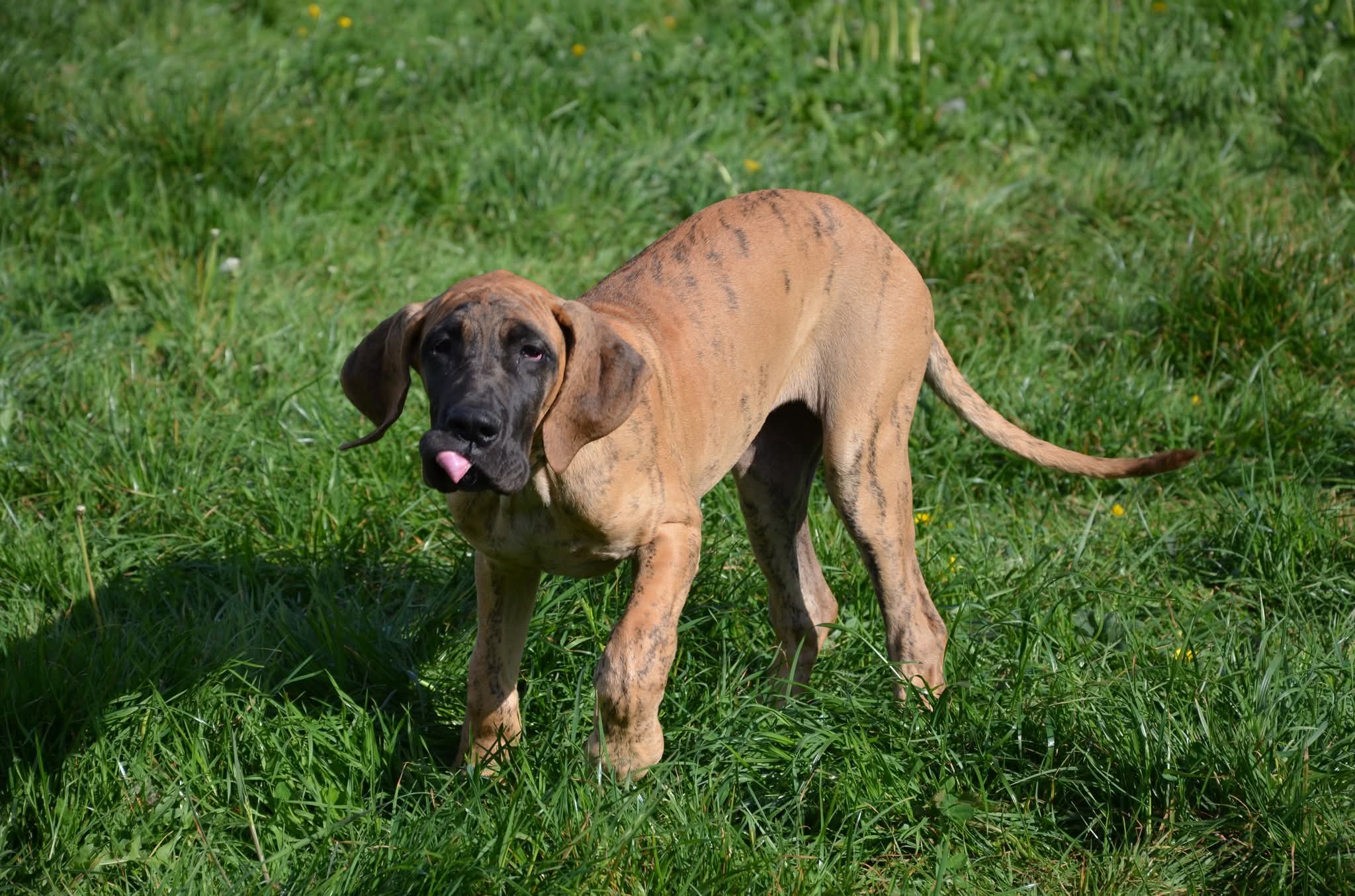 Chiot Dogue Allemand Bringé Des Zamours de Caux 16