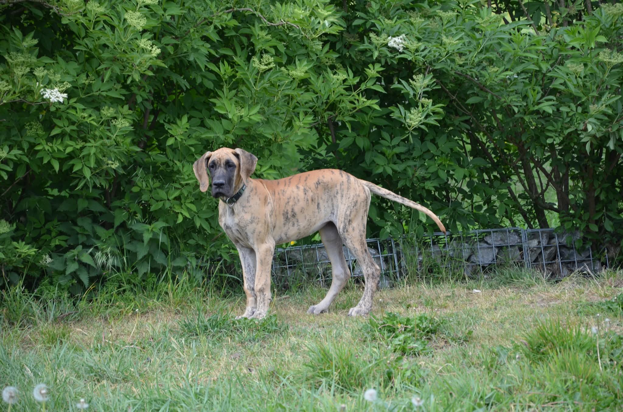 Chiot Dogue Allemand Bringé Des Zamours de Caux 13
