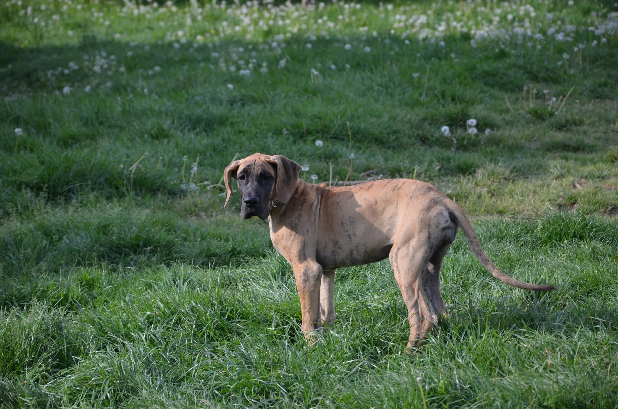 Chiot Dogue Allemand Bringé Des Zamours de Caux 17