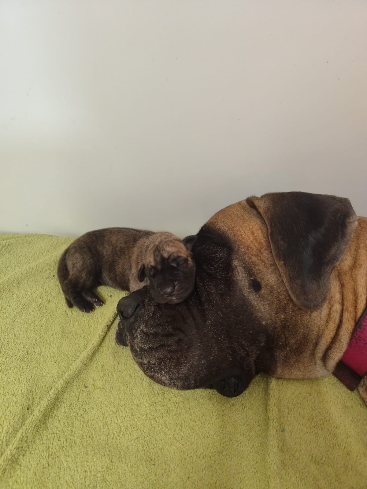 Chiot Dogue Allemand Bringé Des Zamours de Caux 3