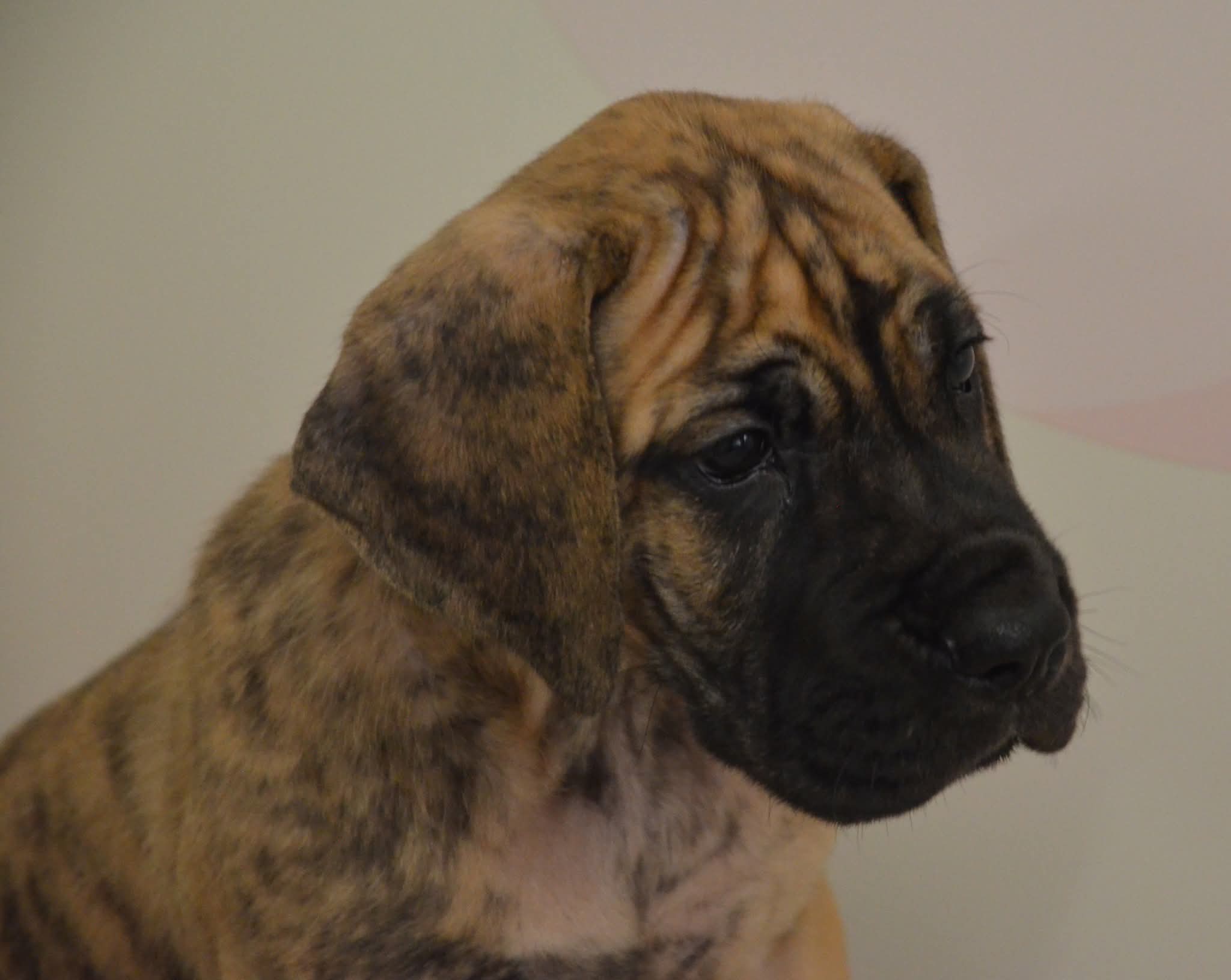 Chiot 2