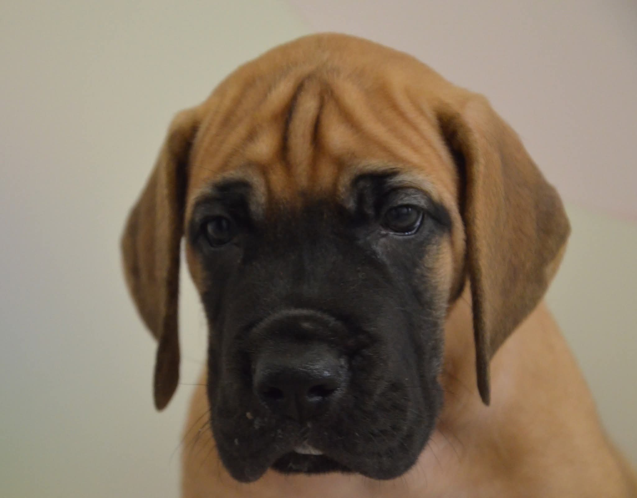 Chiot 4