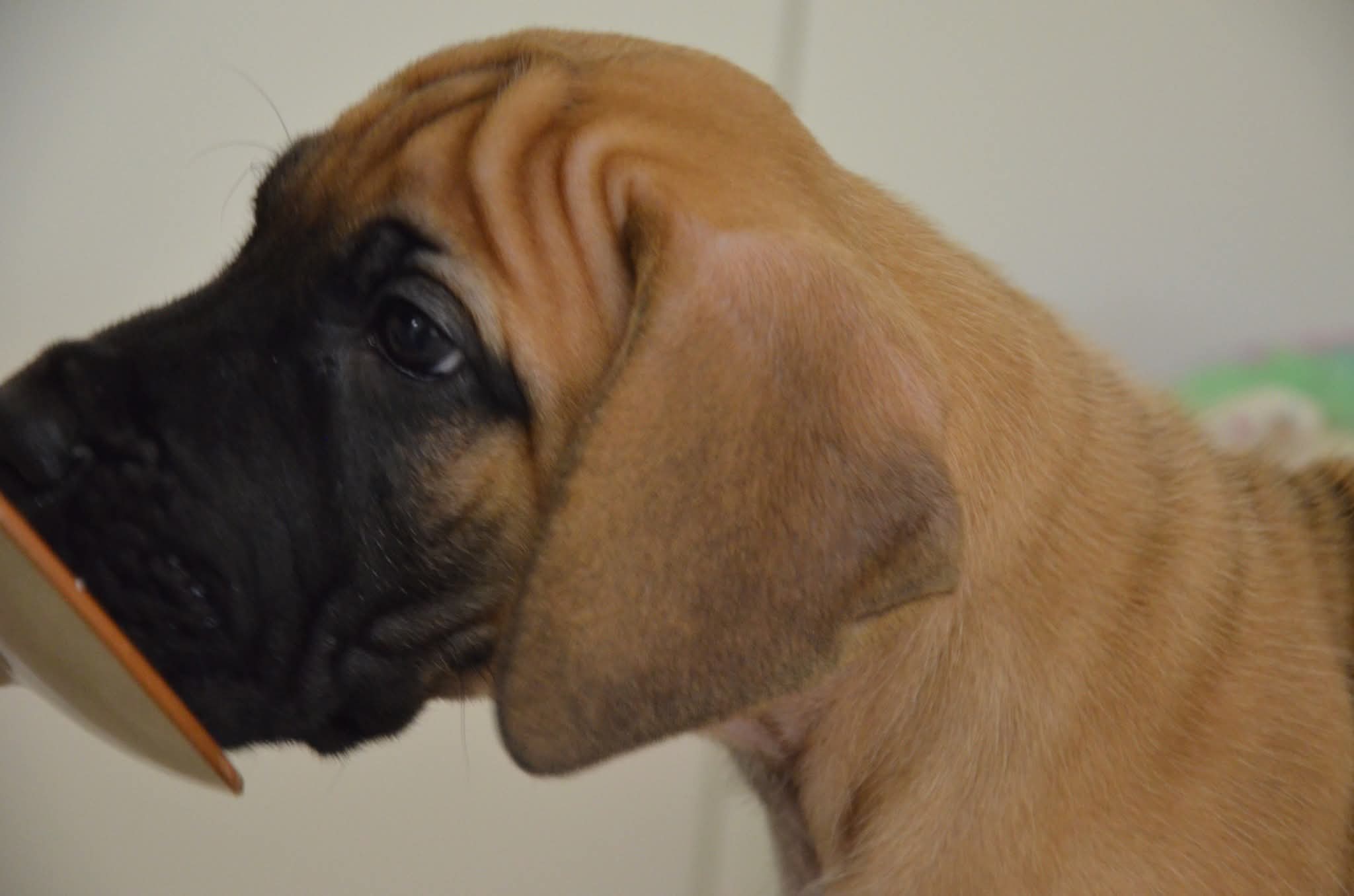 Chiot 5