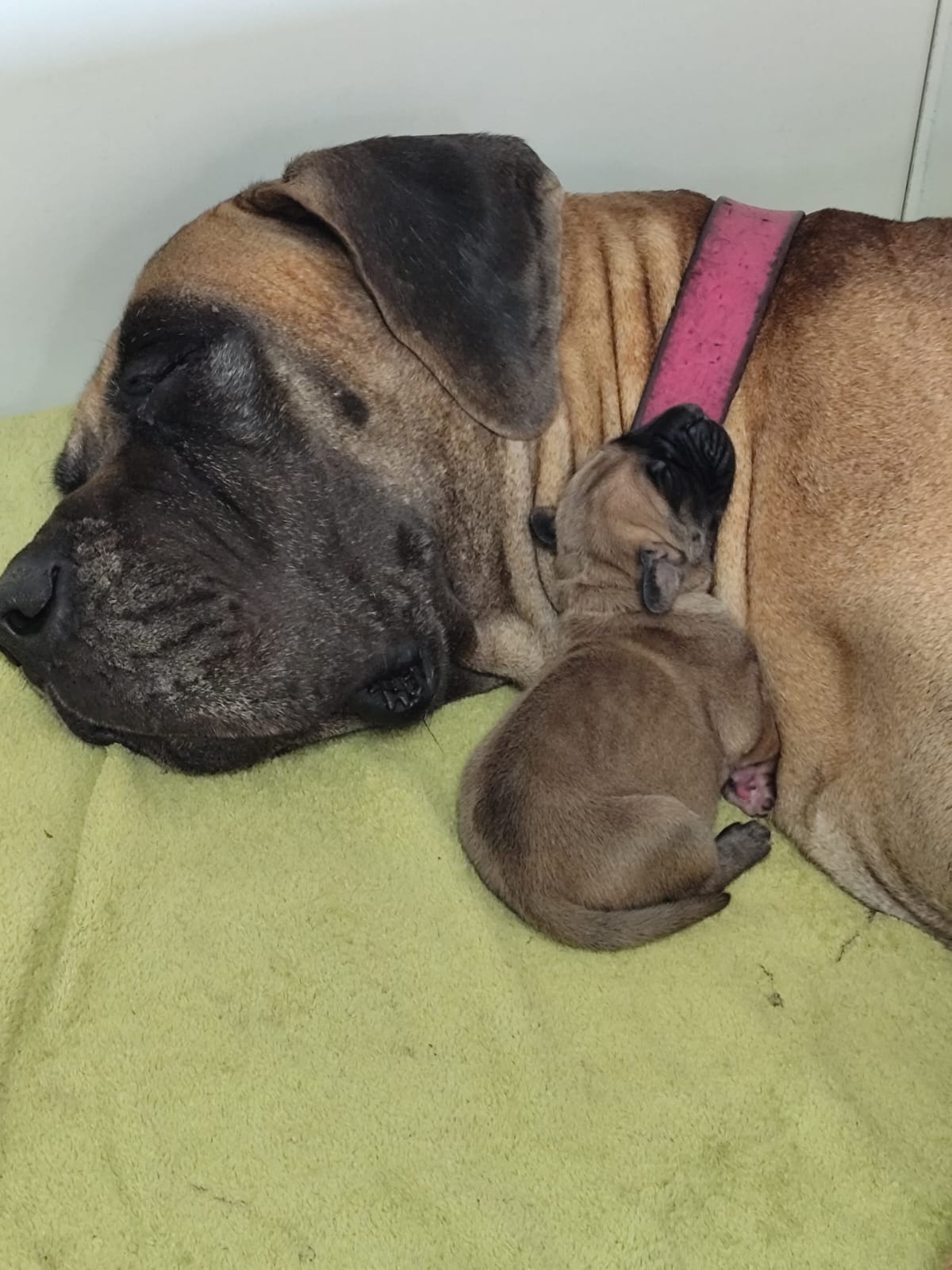 Chiot Dogue Allemand Bringé Des Zamours de Caux 2