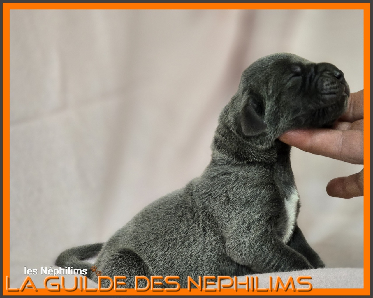 Chiot Dogue Allemand Bleu De la Guilde des Nephilims 4