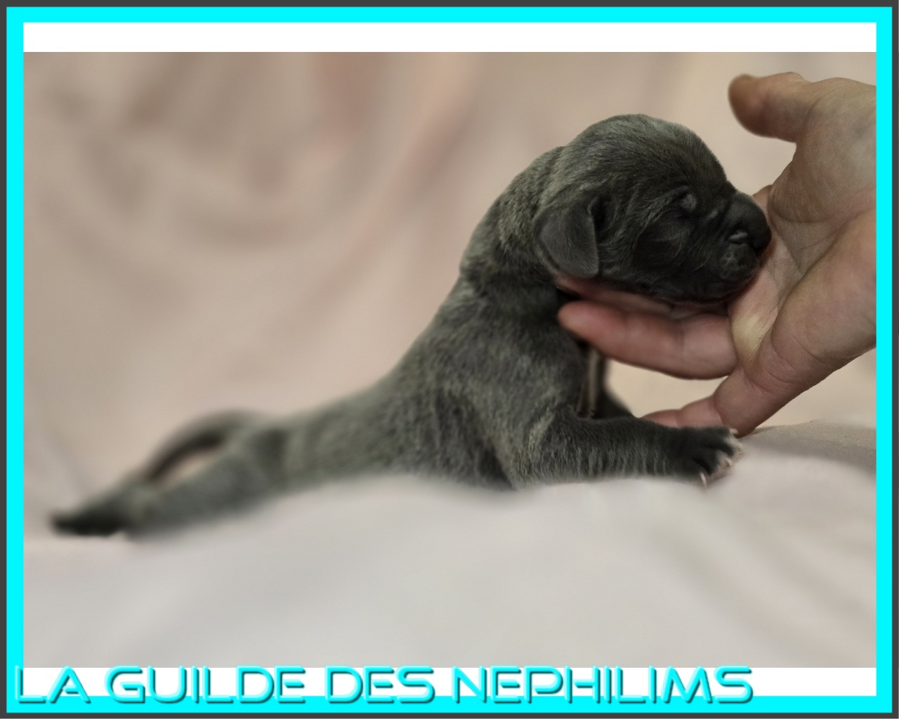 Chiot Dogue Allemand Bleu De la Guilde des Nephilims 6
