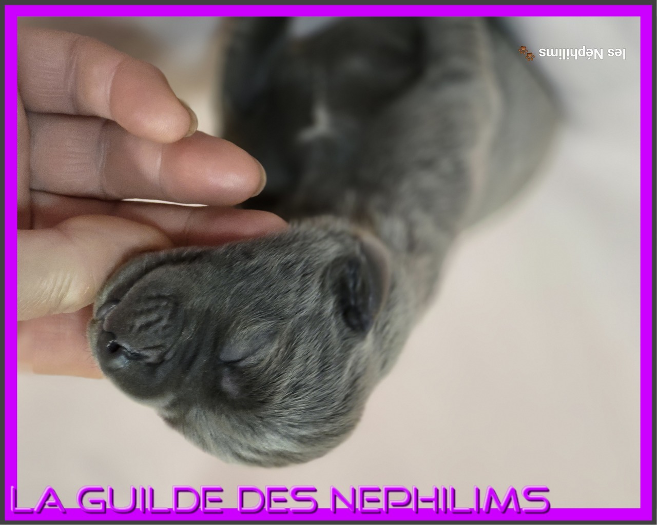 Chiot Dogue Allemand Bleu De la Guilde des Nephilims 3
