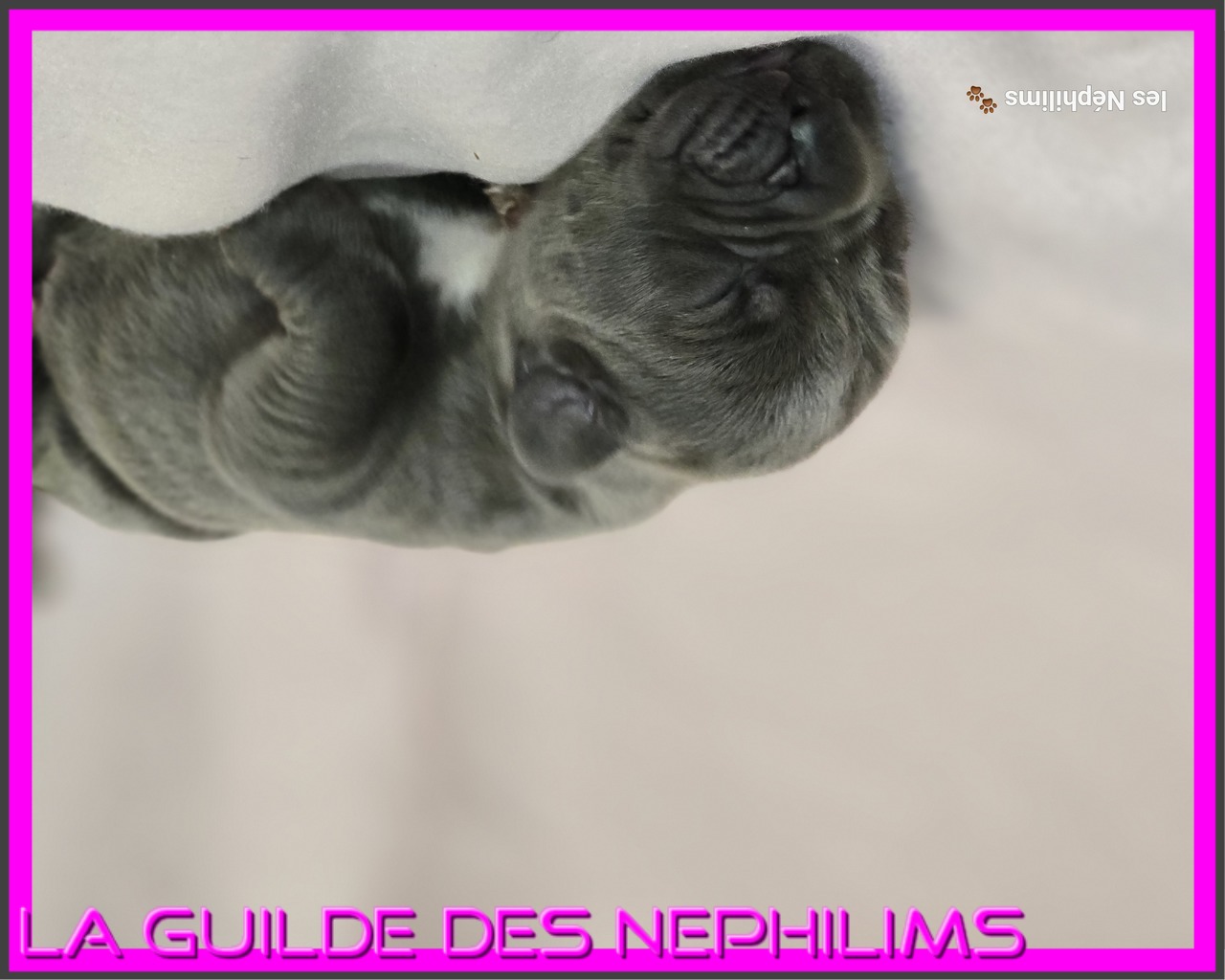 Chiot Dogue Allemand Bleu De la Guilde des Nephilims 2