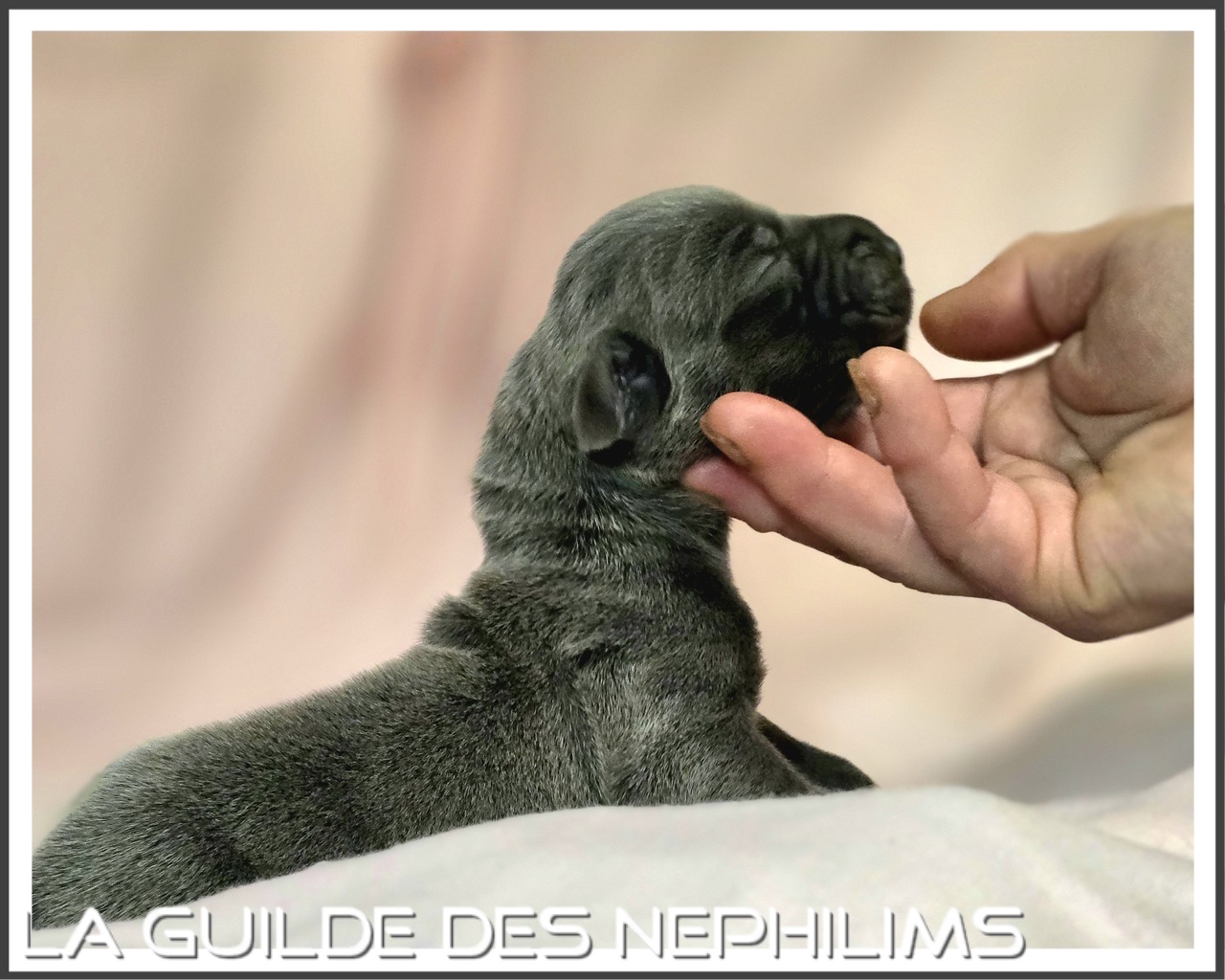 Chiot Dogue Allemand Bleu De la Guilde des Nephilims 5