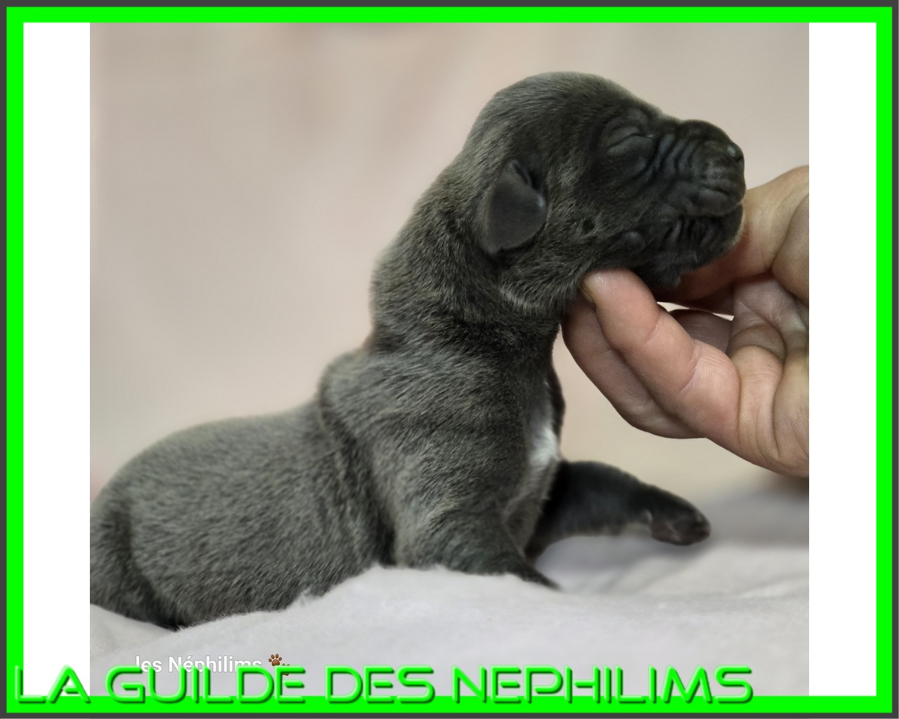 Chiot Dogue Allemand Bleu De la Guilde des Nephilims 7