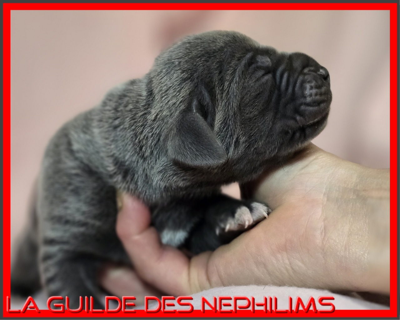 Chiot Dogue Allemand Bleu De la Guilde des Nephilims 8