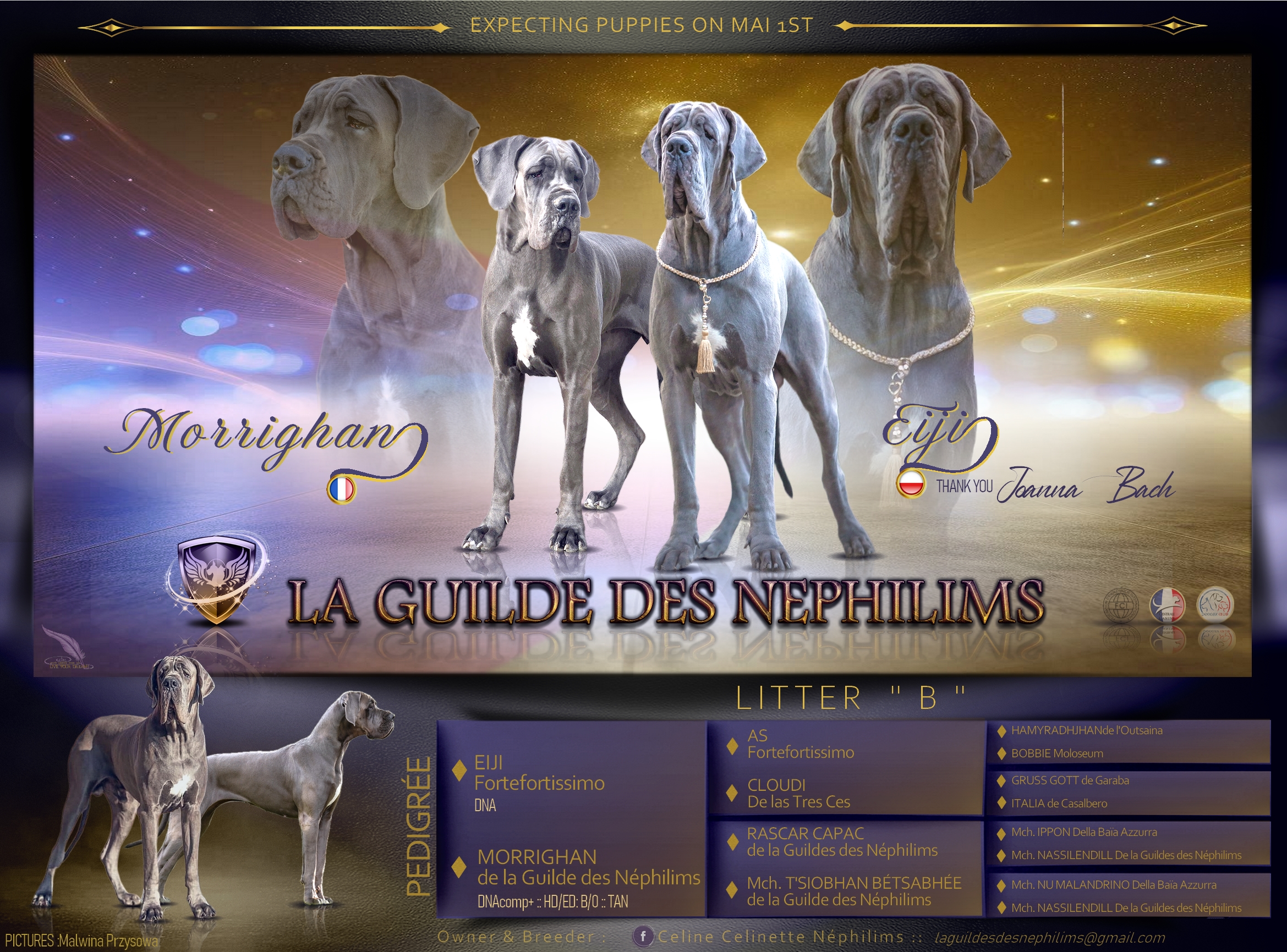Chiot Dogue Allemand Bleu De la Guilde des Nephilims 1