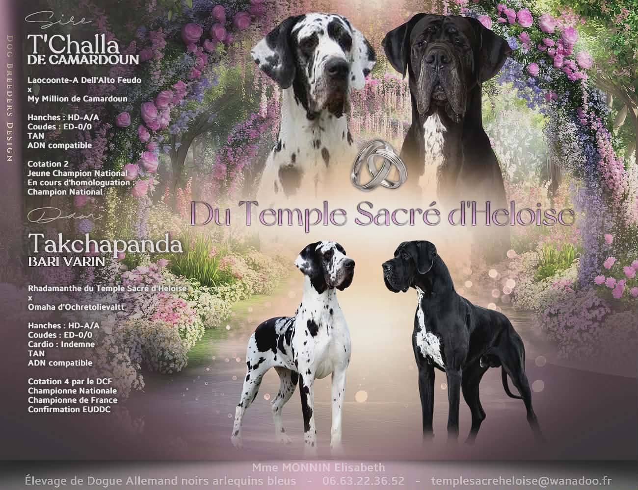 Chiot Dogue Allemand  Du Temple Sacre D'heloise 1