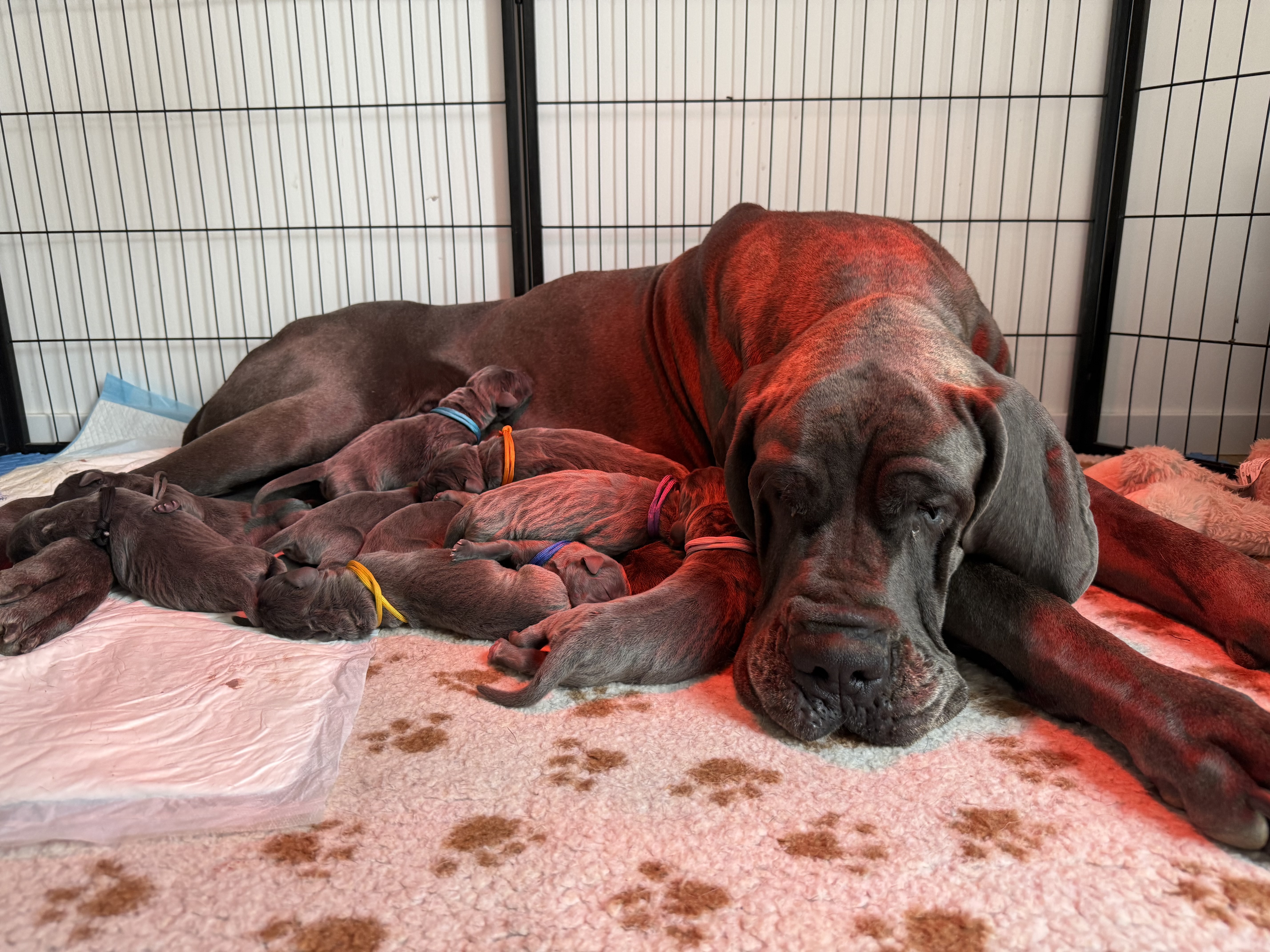 Chiot Dogue Allemand Bleu Poisson Alyssia 1