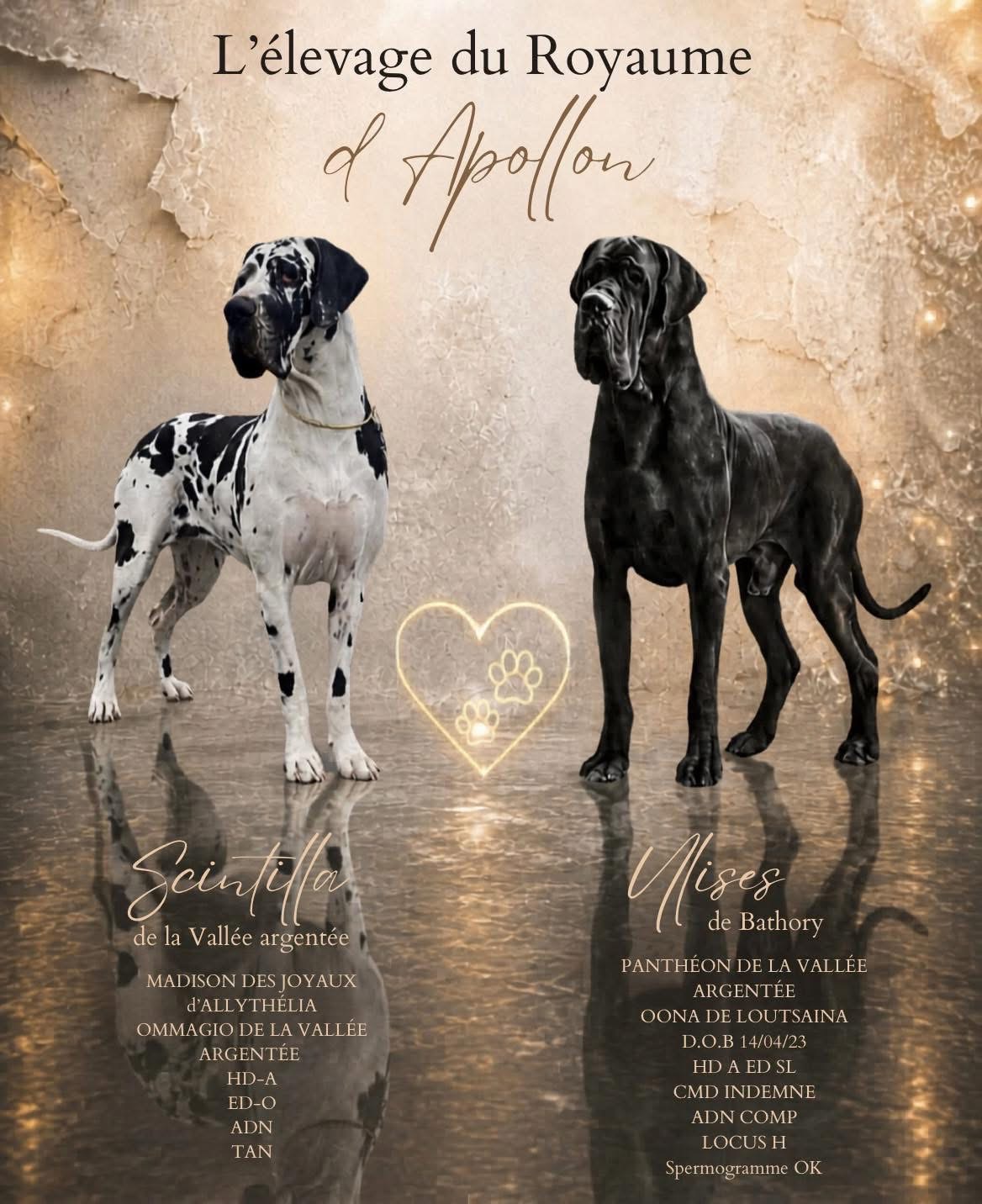 Chiot Dogue Allemand Arlequin Du Royaume d'Apollon 1