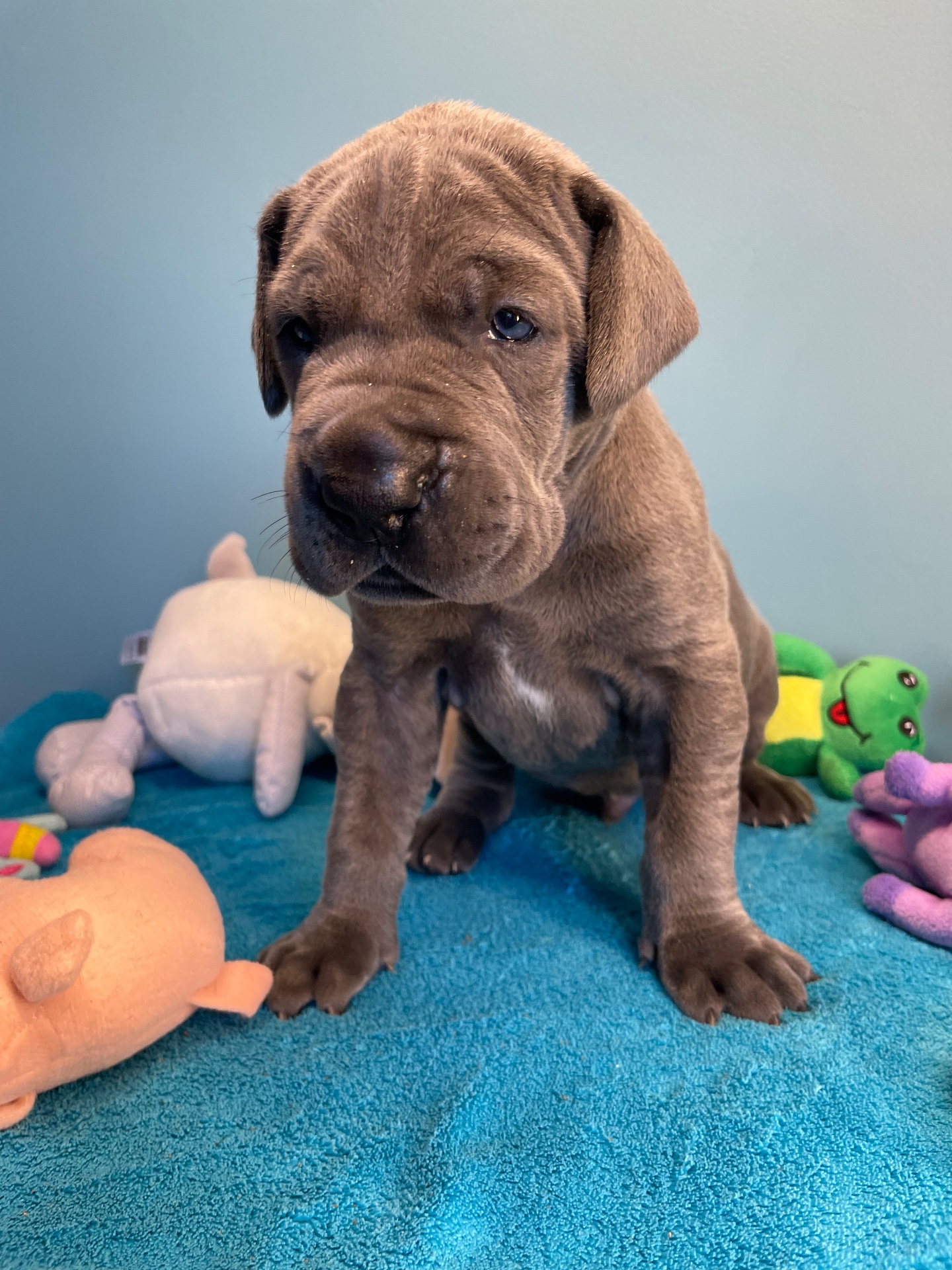 Chiot Dogue Allemand Bleu De la Cote Septentrionale 11