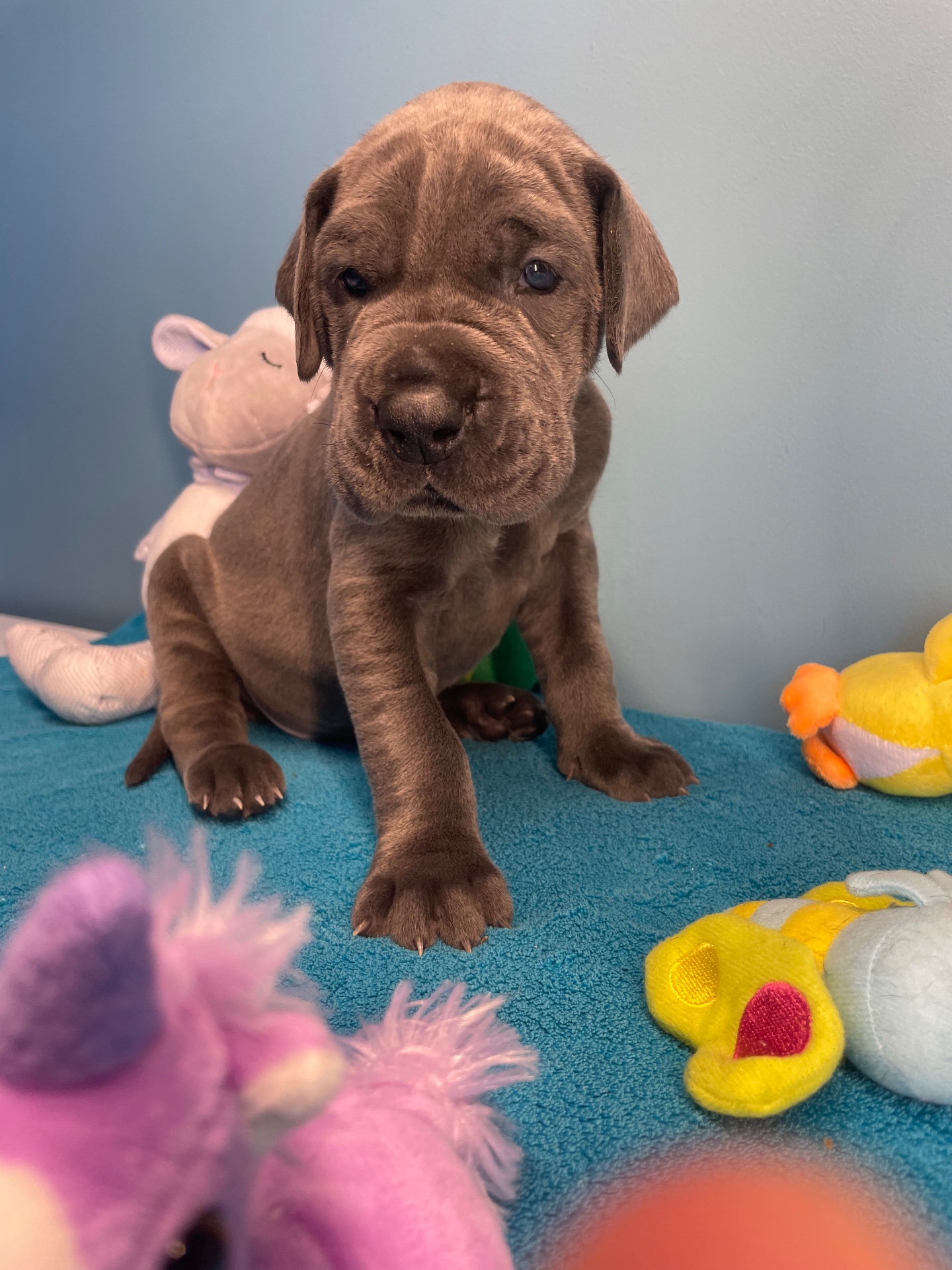 Chiot Dogue Allemand Bleu De la Cote Septentrionale 9