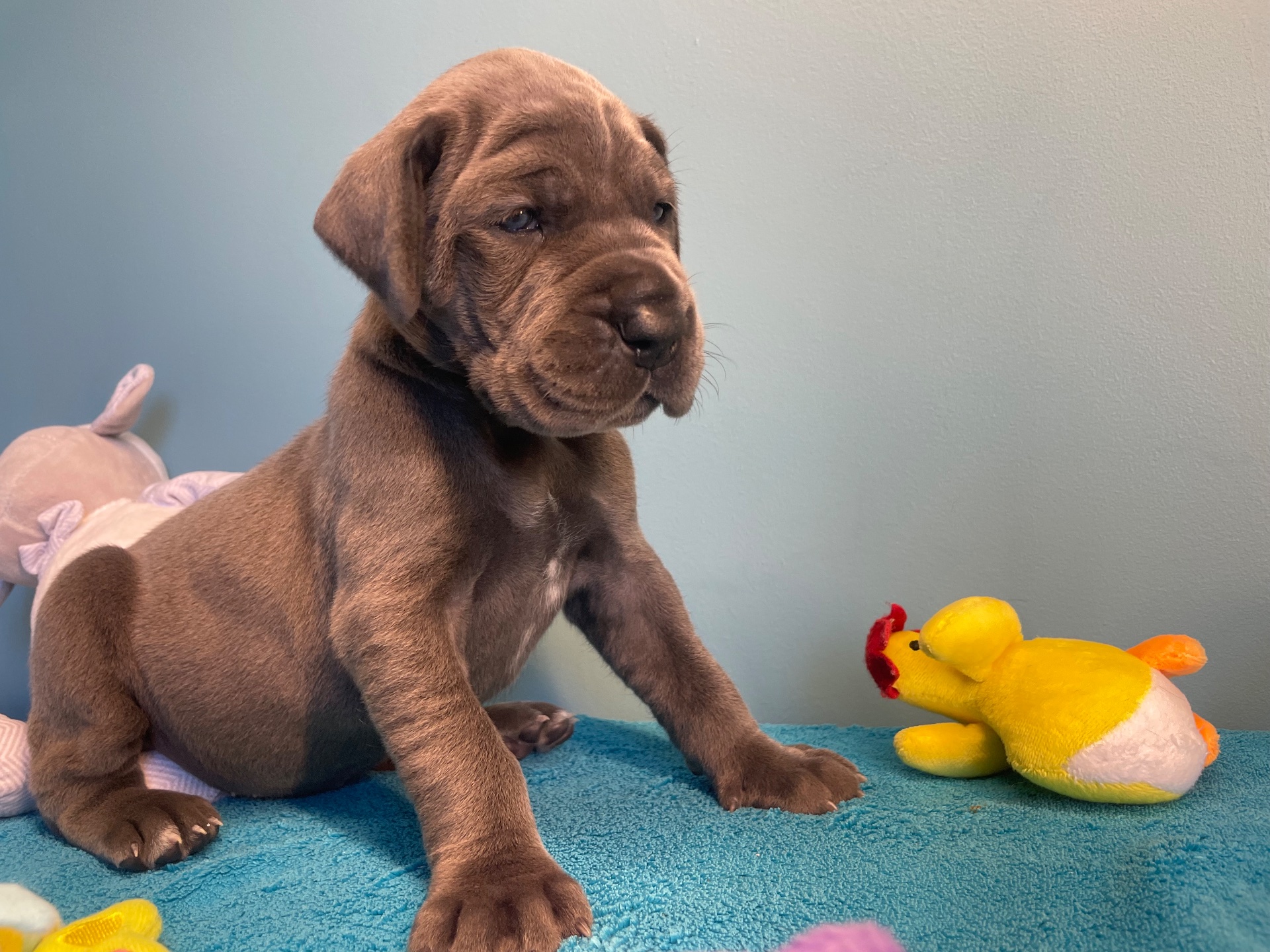 Chiot Dogue Allemand Bleu De la Cote Septentrionale 7