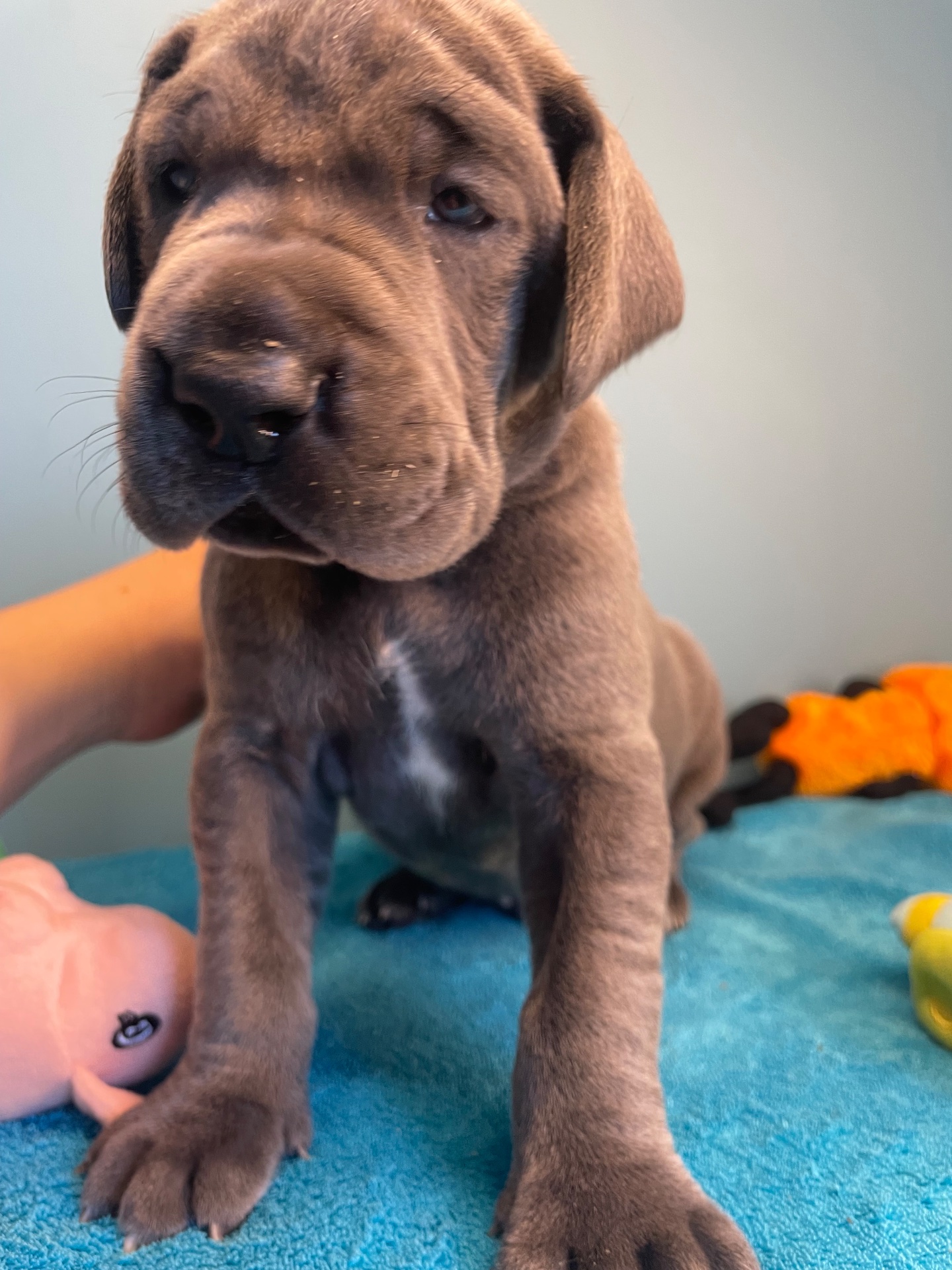Chiot Dogue Allemand Bleu De la Cote Septentrionale 10