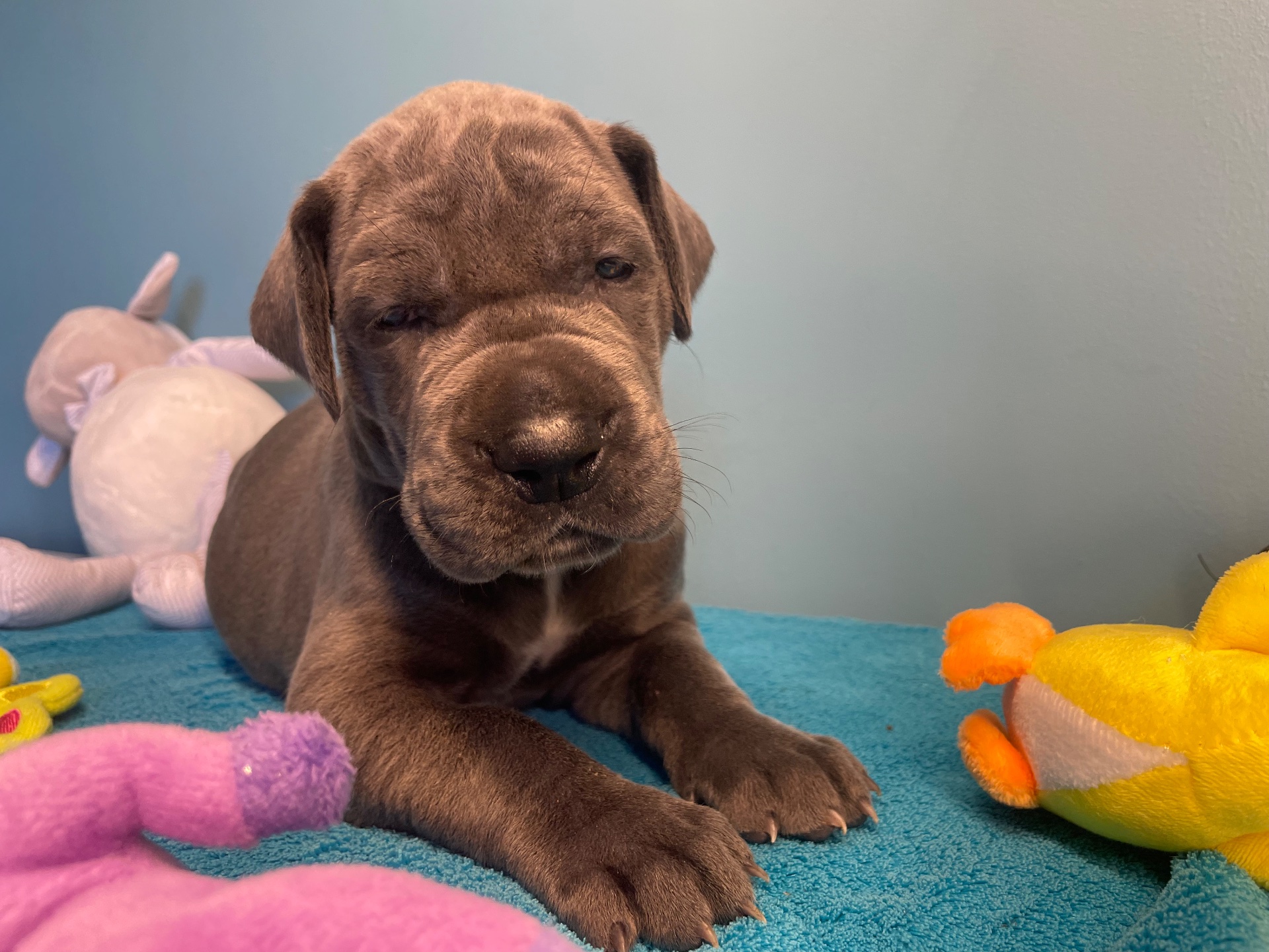 Chiot Dogue Allemand Bleu De la Cote Septentrionale 6