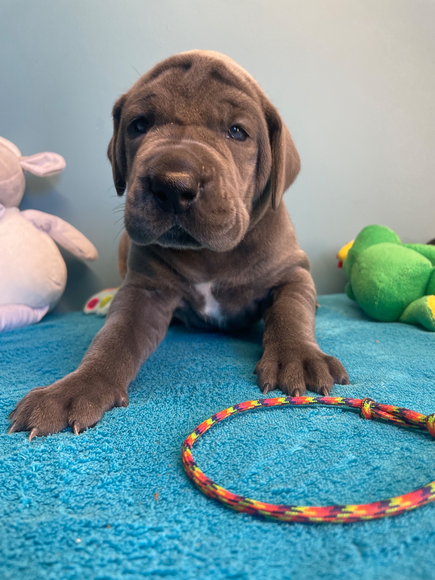 Chiot Dogue Allemand Bleu De la Cote Septentrionale 5