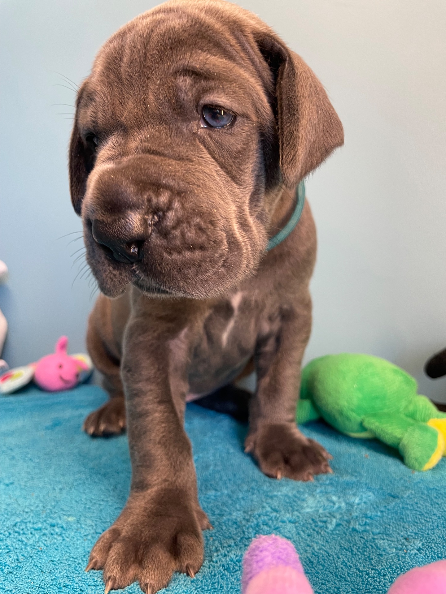 Chiot Dogue Allemand Bleu De la Cote Septentrionale 3