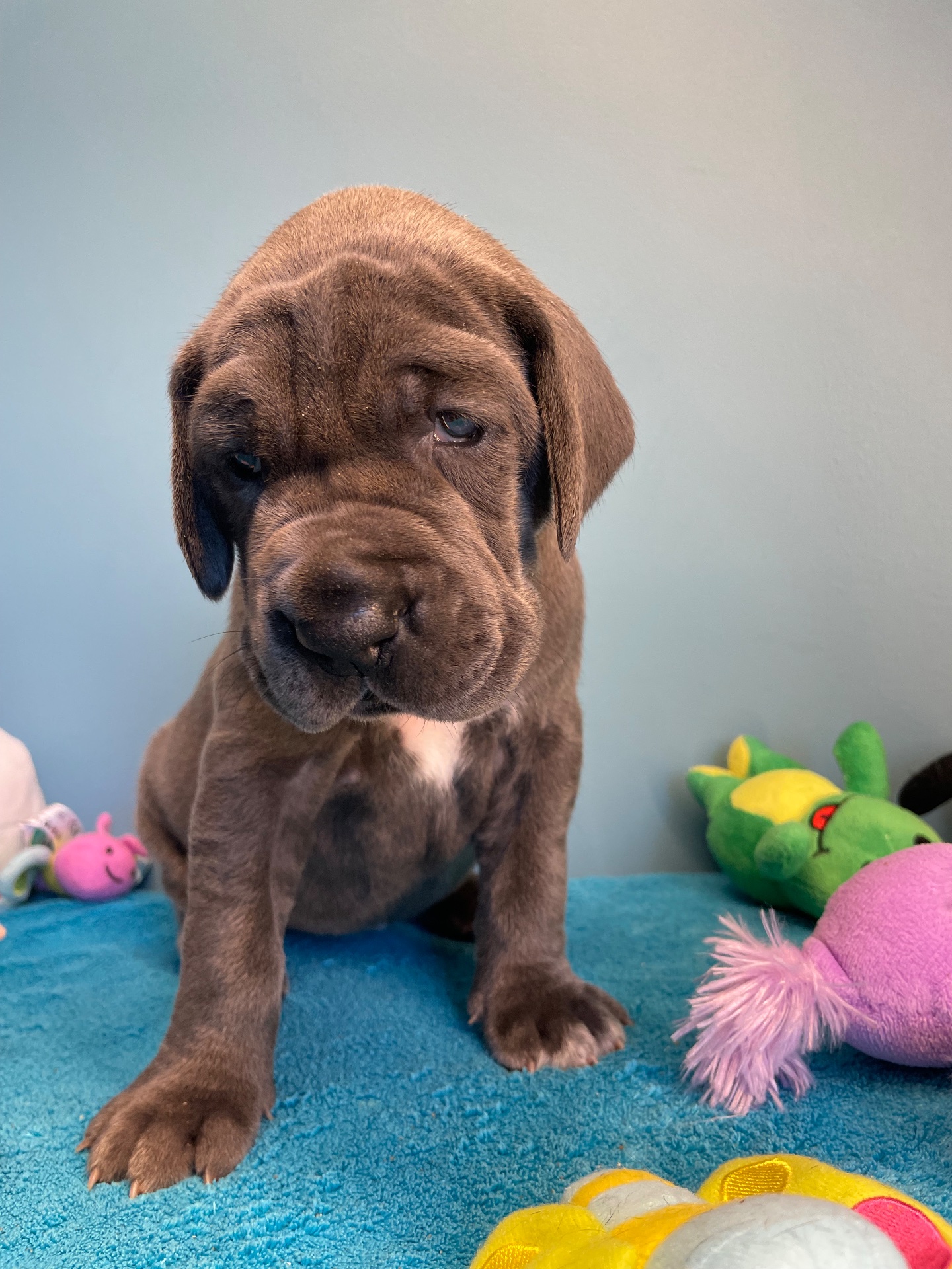 Chiot Dogue Allemand Bleu De la Cote Septentrionale 8