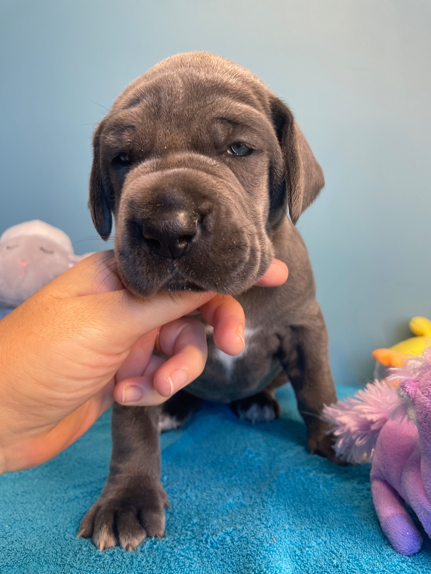 Chiot Dogue Allemand Bleu De la Cote Septentrionale 4