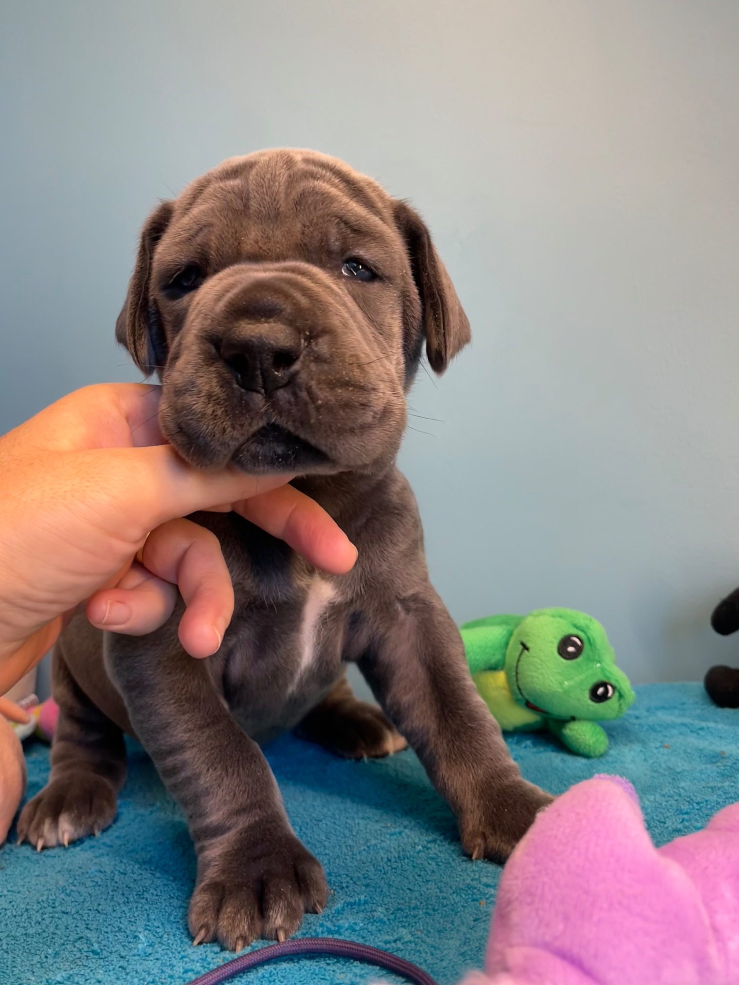 Chiot Dogue Allemand Bleu De la Cote Septentrionale 2