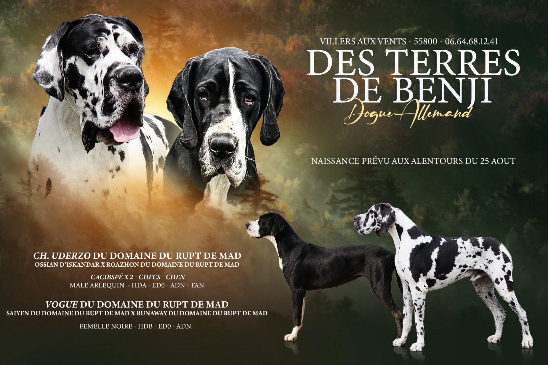 Chiot Dogue Allemand Noir Les Terres de Benji 1