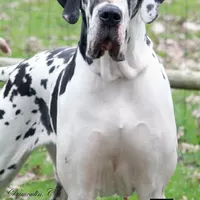 PAMELA