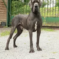 GUERRINO