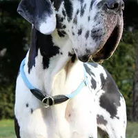DIVA