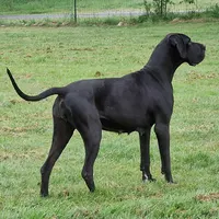 TEXANE