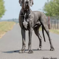 NASSILENDILL