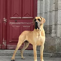 ROYAL SCOOBY-DOO