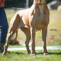 TIA