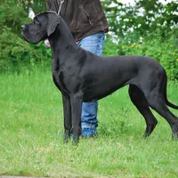 Z'EEVA