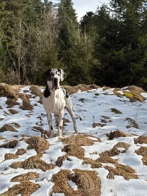 Photo du chien SCINTILLA — élevage Du Royaume d'Apollon