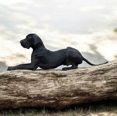 Photo du chien V' AMAZING MIDNIGHT — élevage C'era una Volta