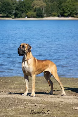 Photo du chien ARTHAS — élevage Le Dragon de la Plume Dorée