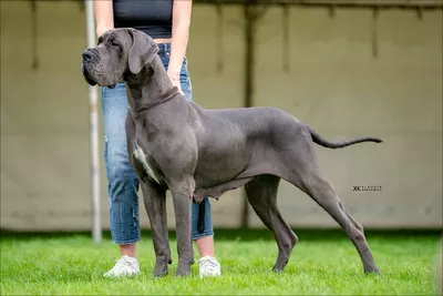 Photo du chien GRAZIA MODRY EFEKT — élevage Des Terres de Phelyzia