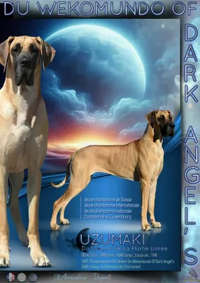 Photo du chien UZUMAKI — élevage Du Wekomundo of Dark Angels
