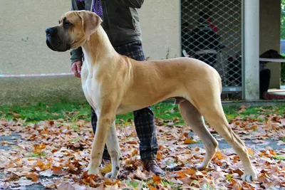 Photo du chien ART FRAMAGUCCI — élevage La Guilde de Néphilims