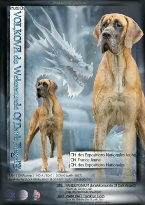 Photo du chien VOLKOVA — élevage Du Wekomundo of Dark Angels