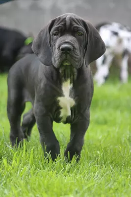 Photo de l'élevage Black Dogs of Go Spirit (75/97)