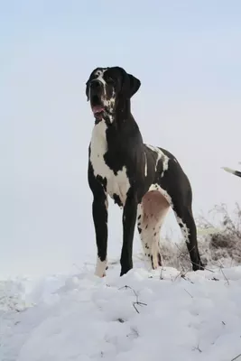 Photo de l'élevage Black Dogs of Go Spirit (23/42)