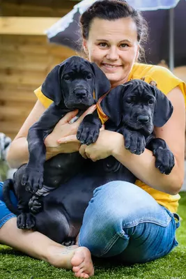 Photo de l'élevage Black Dogs of Go Spirit (36/42)