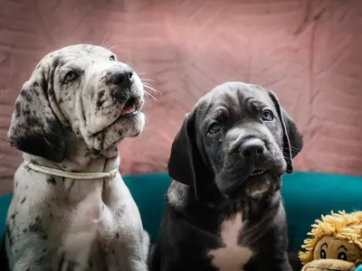 Photo de l'élevage Black Dogs of Go Spirit (33/42)